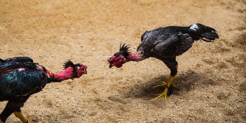 Giải thích cơ bản về Luật chơi đá gà thomo